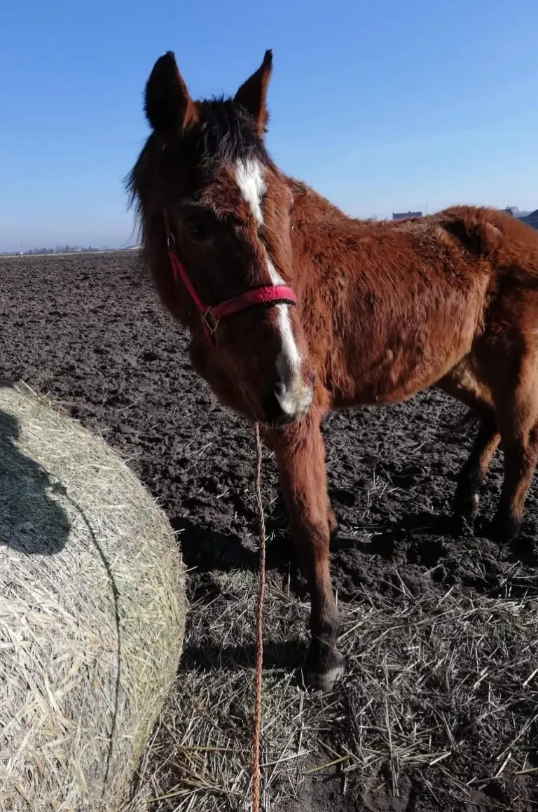 Koń Chmurka i Zefir