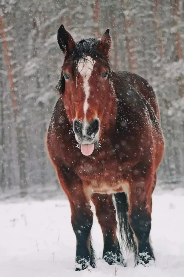 Koń Luna